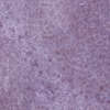 Aubergine 10x10x0.85 (100x100)