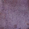 Aubergine 10x10x0.85 (100x100)