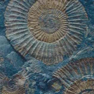 Fossil Mix 33x33 (330x330)