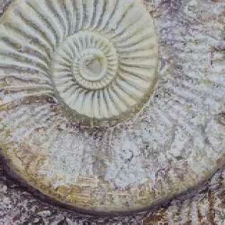 Fossil Mix 33x33 (330x330)